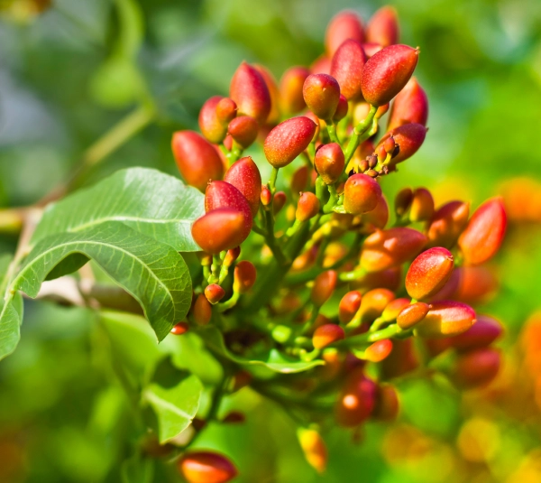 18 foods pistachio gardens